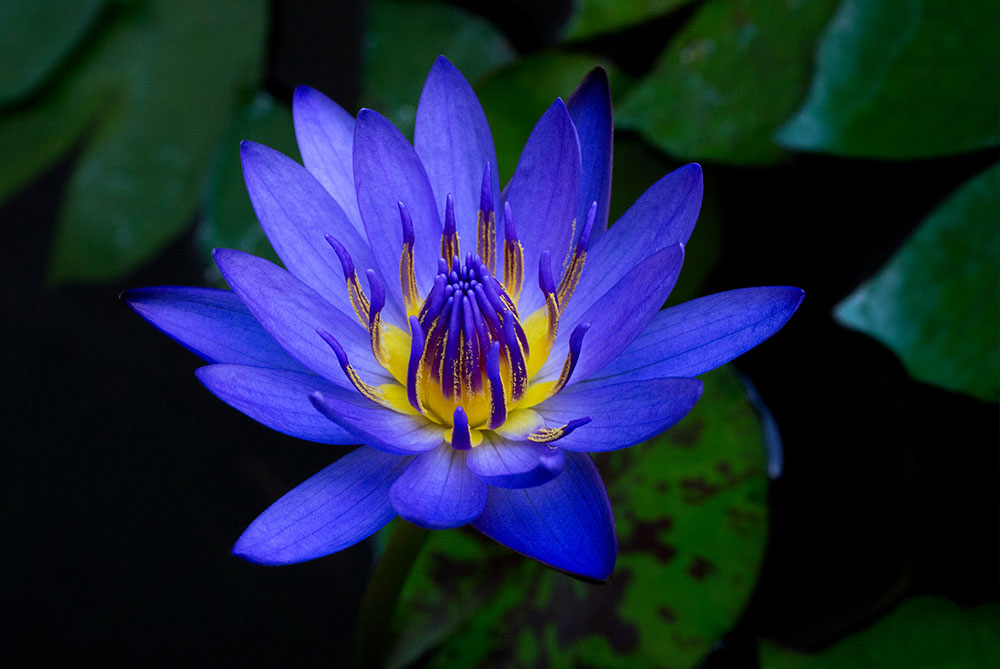 doTTERA Blue Lotus, aromagaleria